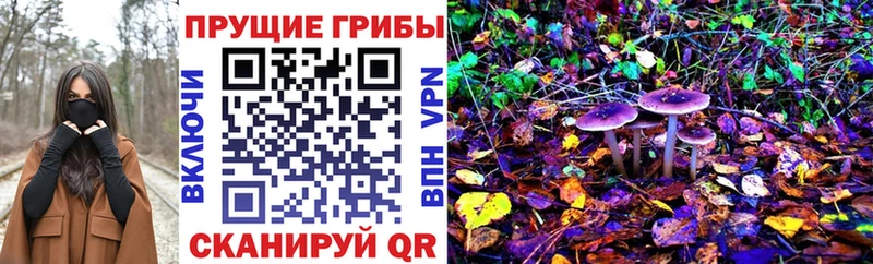 Галлюциногенные грибы Psilocybe  ОМГ ОМГ   Родники 